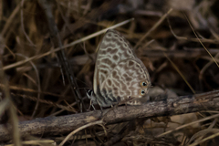 Leptotes pirithous
