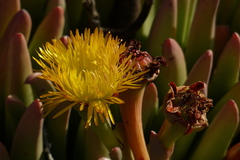 Machairophyllum albidum