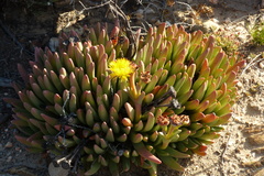Machairophyllum albidum
