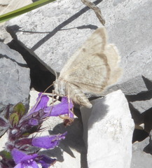 Sciadia zelleraria