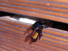 Eufriesea mexicana