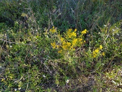 Flaveria floridana