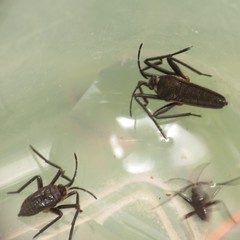 Gerromorpha