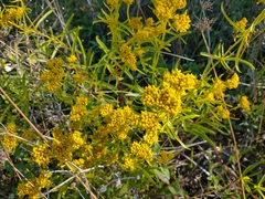 Flaveria floridana
