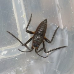 Gerromorpha