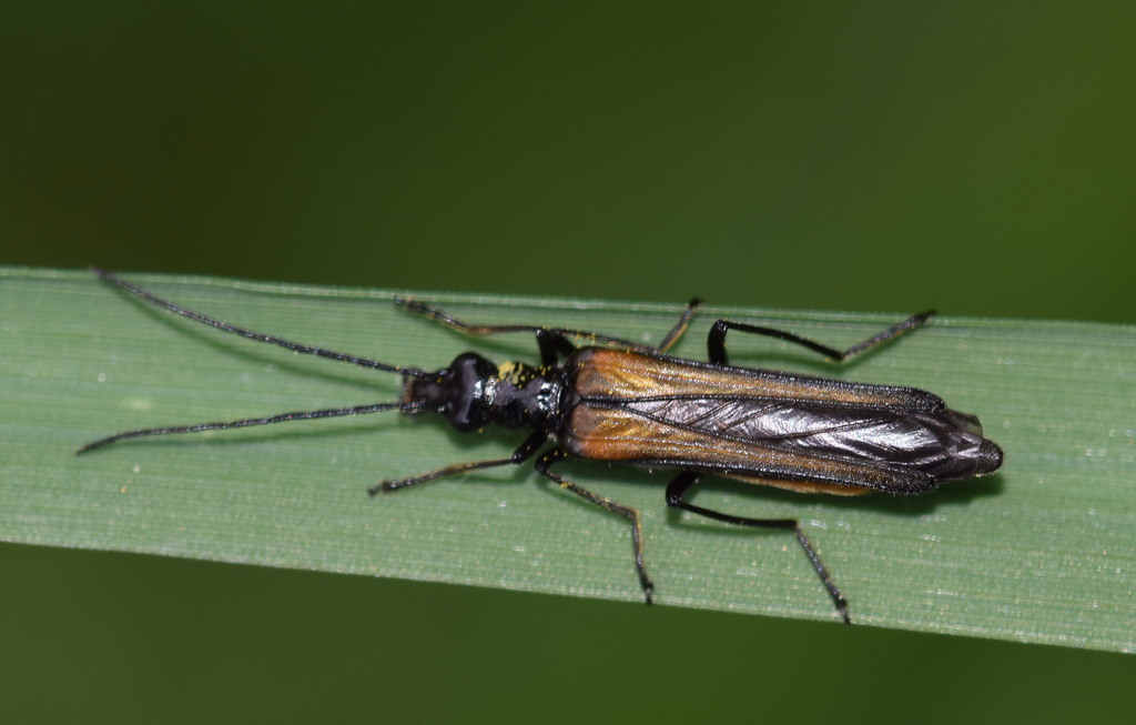 Oedemera pthysica