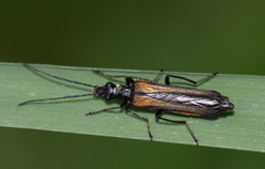 Oedemera pthysica