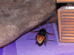 Eufriesea mexicana