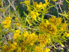 Flaveria floridana