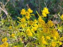 Flaveria floridana