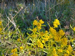 Flaveria floridana