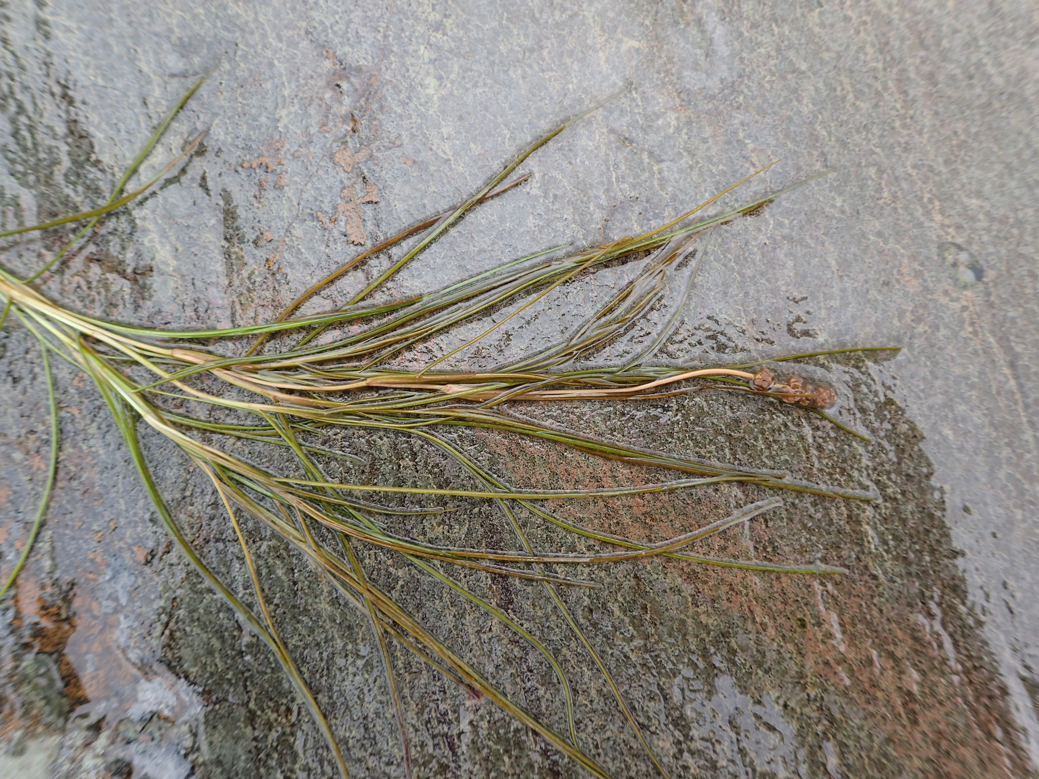 Stuckenia filiformis ssp. alpina