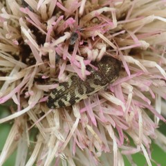 Acmaeodera decipiens