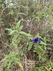 Salvia corrugata