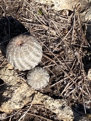 Echinocereus reichenbachii