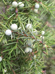 Juniperus communis communis