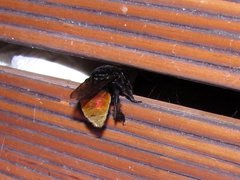 Eufriesea mexicana