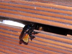 Eufriesea mexicana
