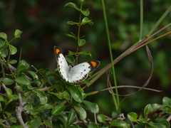 Colotis etrida etrida