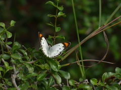 Colotis etrida etrida