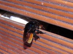 Eufriesea mexicana