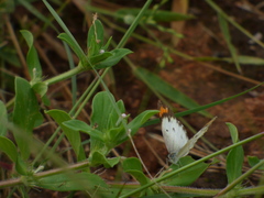 Colotis etrida etrida