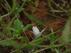 Colotis etrida etrida