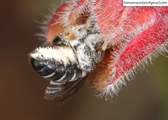 Hoplitis beijingensis