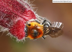 Hoplitis beijingensis