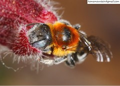 Hoplitis beijingensis