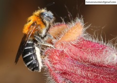 Hoplitis beijingensis