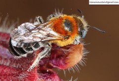 Hoplitis beijingensis