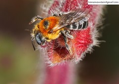 Hoplitis beijingensis