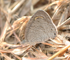 Ypthima asterope mahratta