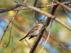 Spizella passerina