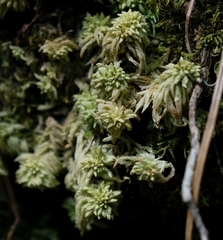 Sphagnum capense