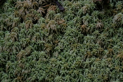 Sphagnum capense