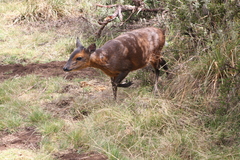 Cephalophorus nigrifrons hooki