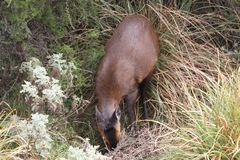 Cephalophorus nigrifrons hooki