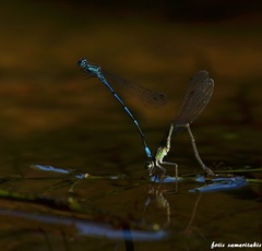 Coenagrion intermedium
