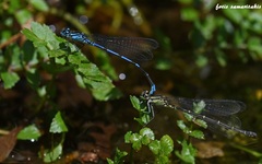Coenagrion intermedium