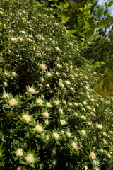 Phylica dioica
