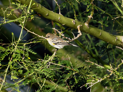 Setophaga coronata