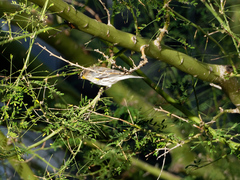 Setophaga coronata