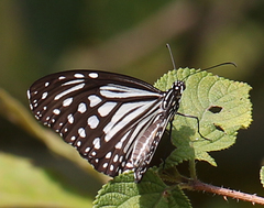 Parantica aglea aglea