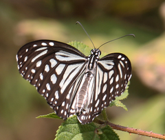 Parantica aglea aglea