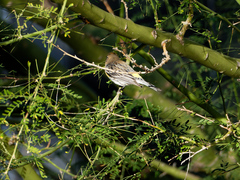 Setophaga coronata
