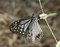 Parantica aglea aglea