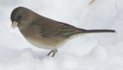 Dark-eyed Junco photographed in Iowa