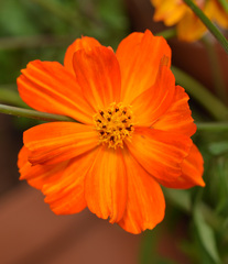 Cosmos sulphureus